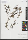 Foto von Salix retusa L.